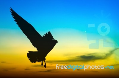 Silhouetted Seagull Flying At Colorful Sunset Stock Photo