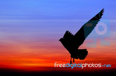 Silhouetted Seagull Flying At Colorful Sunset Stock Photo