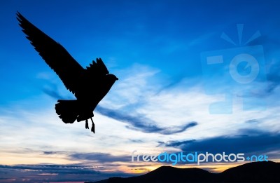 Silhouetted Seagull Flying At Colorful Sunset Stock Photo