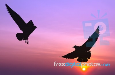 Silhouetted Two Seagull Flying At Colorful Sunset Stock Photo