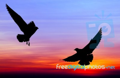 Silhouetted Two Seagull Flying At Colorful Sunset Stock Photo