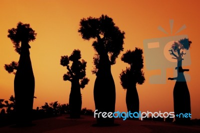 Silhouettes Of Australian Baobab Trees Stock Photo