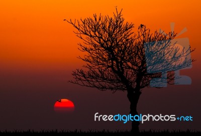 Silhouettes Of Dead Tree Against Sunset Background Stock Photo