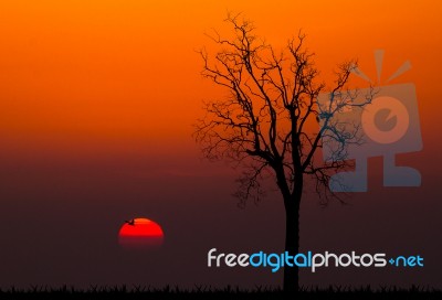 Silhouettes Of Dead Tree Against Sunset Background Stock Photo