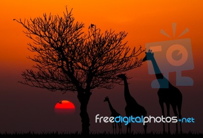 Silhouettes Of Giraffes And Dead Tree Against Sunset Background Stock Photo