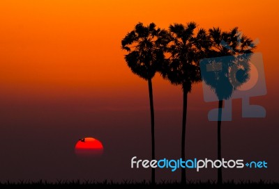 Silhouettes Of Palm Tree Against Sunset Background Stock Photo