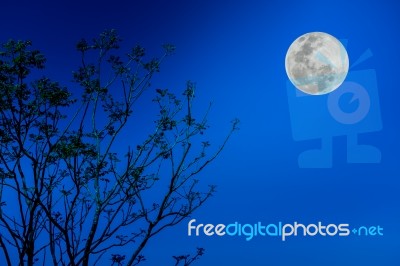 Silhouettes Of Tree Against Blue Sky And Beautiful Full Moon Stock Photo