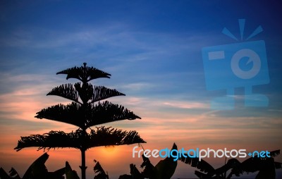 Silhouettes Of Trees At Sunset Stock Photo