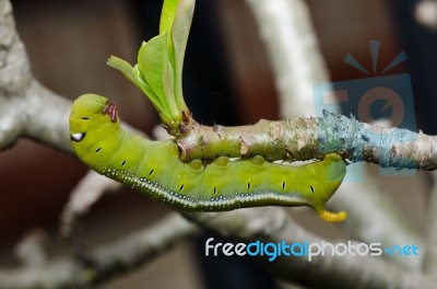 Silk Worm Stock Photo