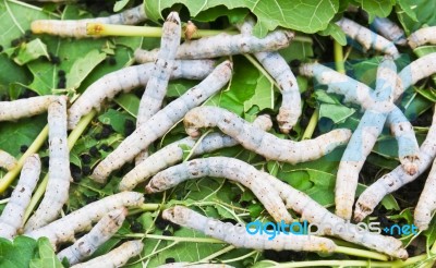 Silk Worm Eating Mulberry Leaf Stock Photo