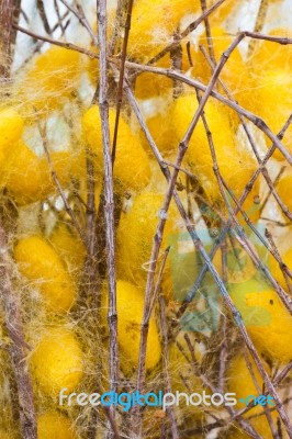 Silk Worms Nest Stock Photo