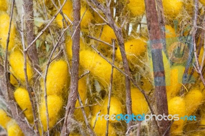 Silk Worms Nest Stock Photo