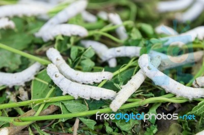 Silkworm Stock Photo