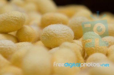 Silkworm Stock Photo