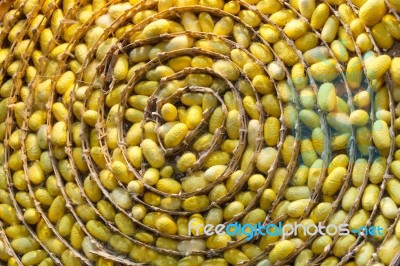 Silkworm Cocoons Nest Stock Photo