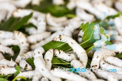 Silkworm Eating Mulberry Green Leaf Stock Photo