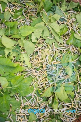 Silkworms Eating Mulberry Leaves Stock Photo