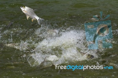 Silver Barb Fish In Farm Stock Photo