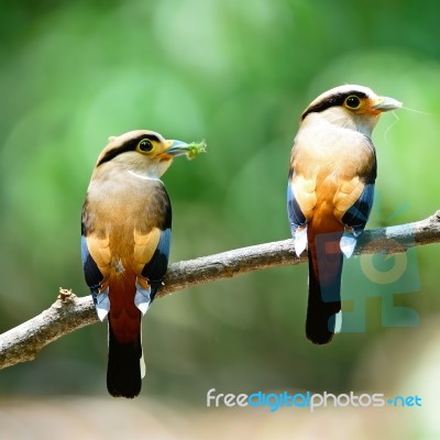 Silver-breasted Broadbill Stock Photo