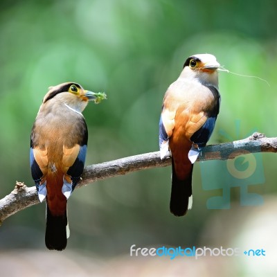 Silver-breasted Broadbill Stock Photo