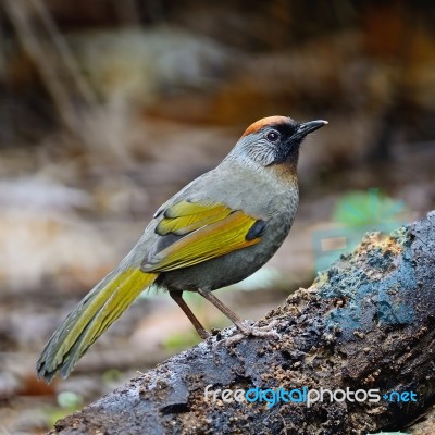 Silver-eared Laughingthrush Stock Photo