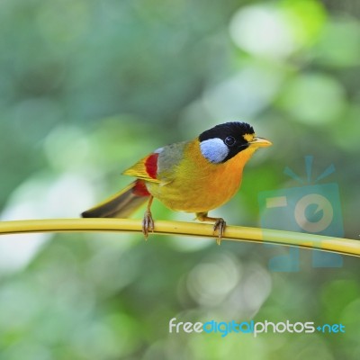 Silver-eared Mesia Stock Photo