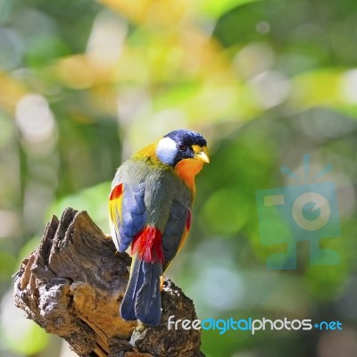 Silver-eared Mesia Stock Photo