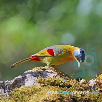 Silver-eared Mesia Stock Photo