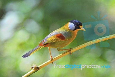 Silver-eared Mesia Stock Photo