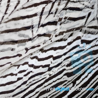 Silver Pheasant Feathers Stock Photo