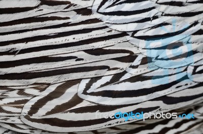 Silver Pheasant Feathers Stock Photo