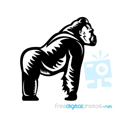 Silverback Gorilla Side View Woodcut Stock Image