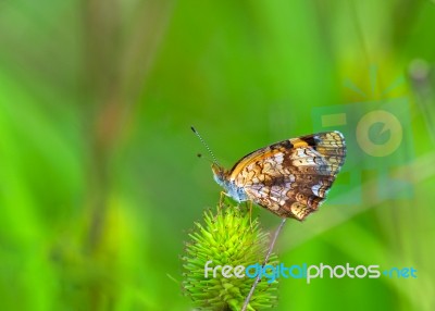 Silvery Checkerspot (chlosyne Nycteis) Stock Photo