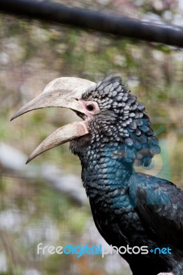 Silvery-cheeked Hornbill Stock Photo