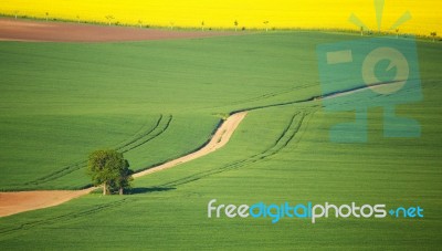 Single Apple Tree On Green Meadow Stock Photo