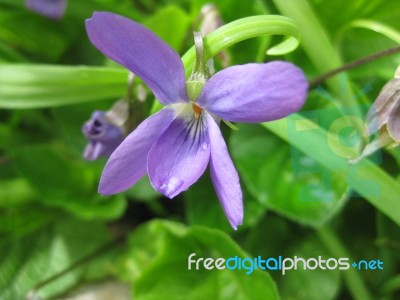 Single Australian Native Violet Flower Stock Photo