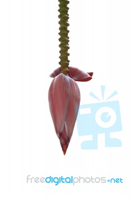 Single Banana Blossom On White Background Stock Photo