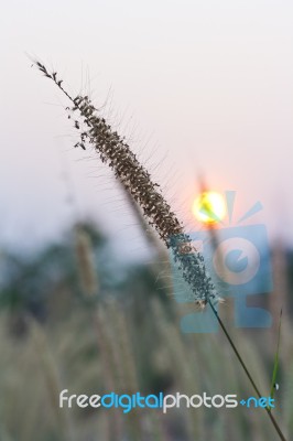 Single Blade Of Grass Stock Photo