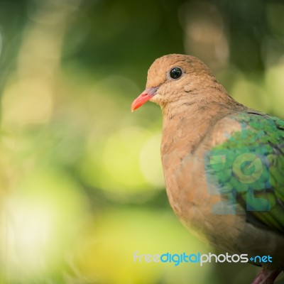 Single Colourful Dove Resting Stock Photo