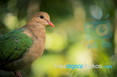 Single Colourful Dove Resting Stock Photo