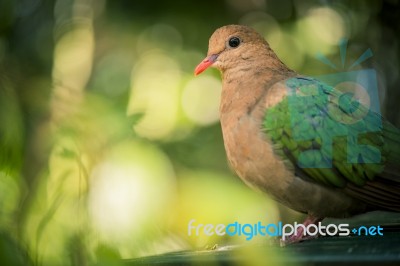 Single Colourful Dove Resting Stock Photo