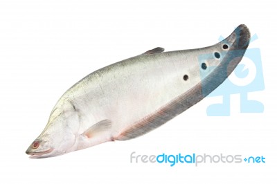 Single Featherbacks Fish On White Background Stock Photo