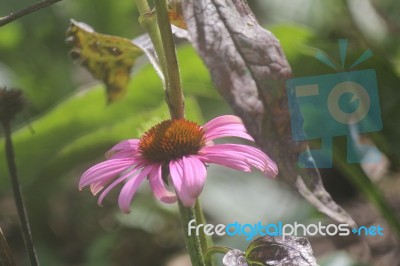 Single Flower Stock Photo