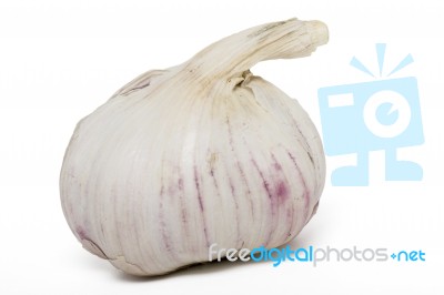 Single Garlic Bulb Stock Photo