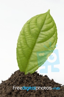 Single Green Leaf On The Black Soil With White Background Stock Photo