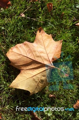 Single London Plane Tree (platanus × Hispanica) Leaf Stock Photo