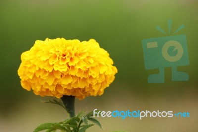 Single Marigold Flower Stock Photo