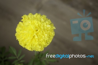 Single Marigold Flower In Home Garden Stock Photo