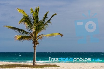 Single Palm Tree Stock Photo