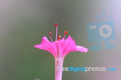 Single Pink Flower In Nature Stock Photo